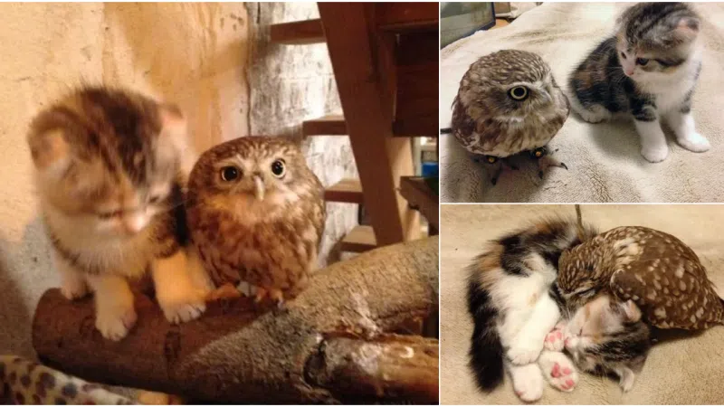 Unlikely Companions: Owlet and Kitten Form Heartwarming Friendship, Their Cuteness Knows No Bounds
