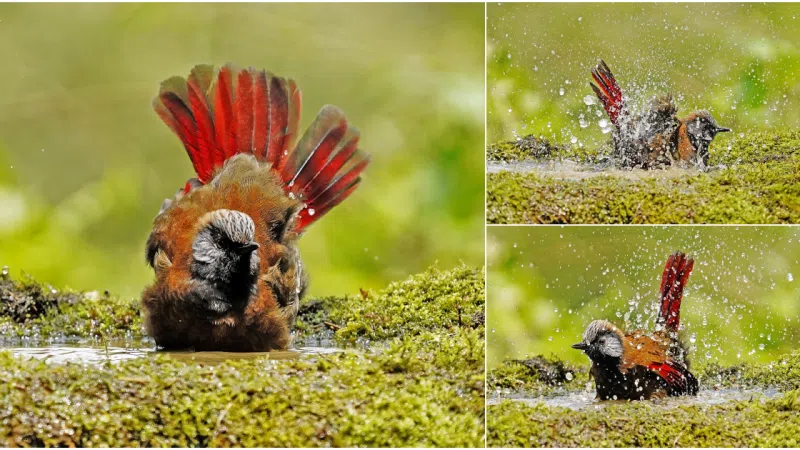 Bathing Beauties: The Enchanting Red-Winged Laughingthrush in Laojun Mountain National Nature Reserve