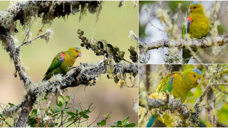 Unveiling the Splendor of the Indigo-Winged Parrot: A Precious Gem of Colombia’s Bird Realm