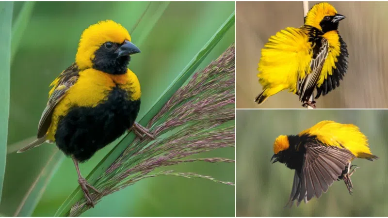 Witness the Beauty of the Yellow-Crowned Bishop Bird: Nature’s Colorful Masterpiece