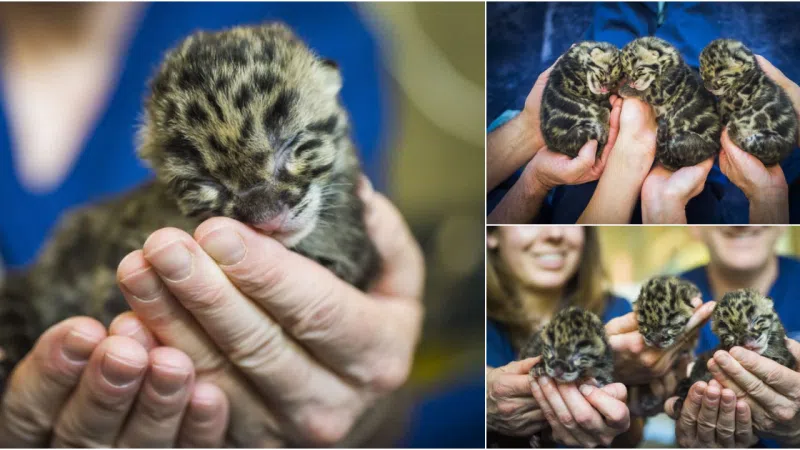 Rare Delight: Clouded Leopard Cubs Born at Point Defiance Zoo & Aquarium