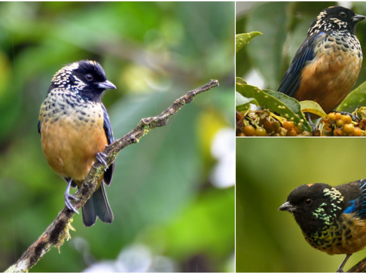 Unveiling the Splendor of the Spangle-Cheeked Tanager: A Shimmering Jewel of the Avian World