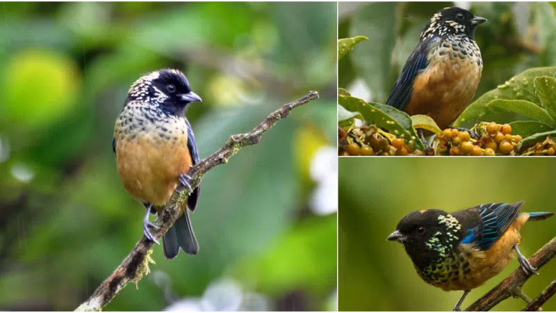 Unveiling the Splendor of the Spangle-Cheeked Tanager: A Shimmering Jewel of the Avian World