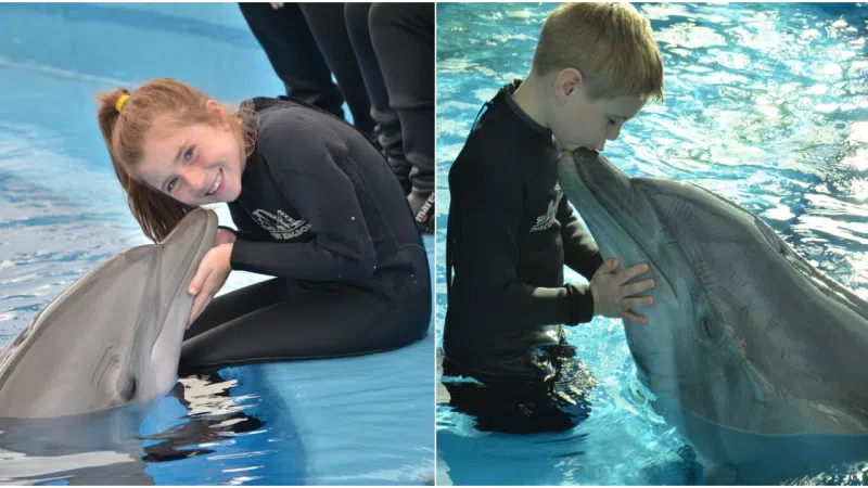 Dolphins Find Babies Cute Too