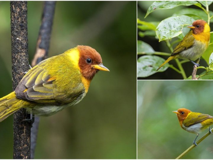 Unveiling the Ecological Superpowers of the Rufous-headed Tanager