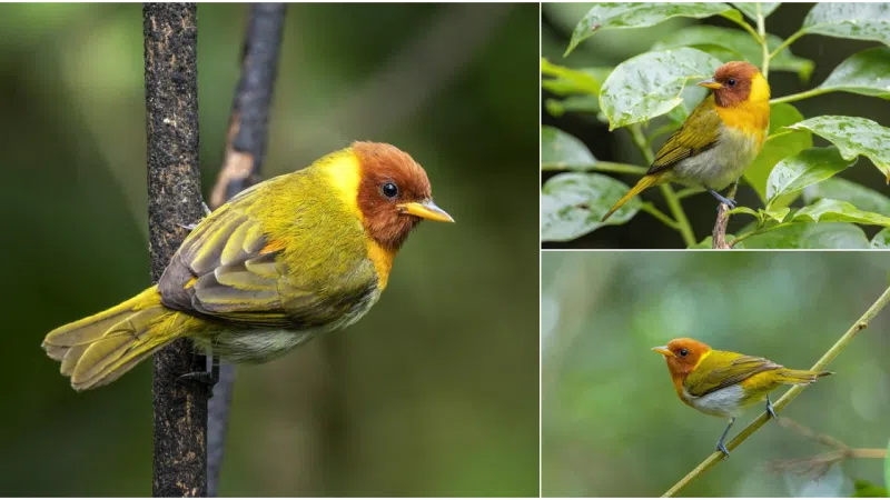 Unveiling the Ecological Superpowers of the Rufous-headed Tanager