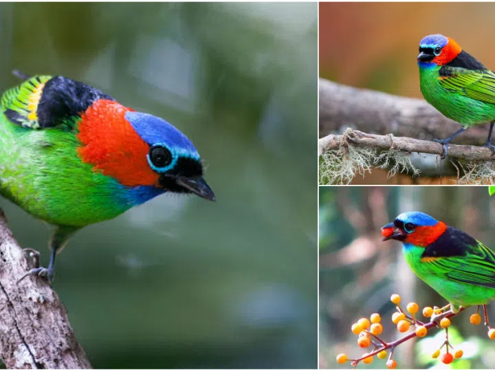 Discovering the Enigmatic Beauty of the Red-necked Tanager