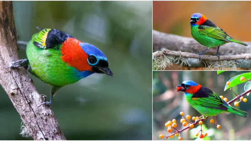 Discovering the Enigmatic Beauty of the Red-necked Tanager
