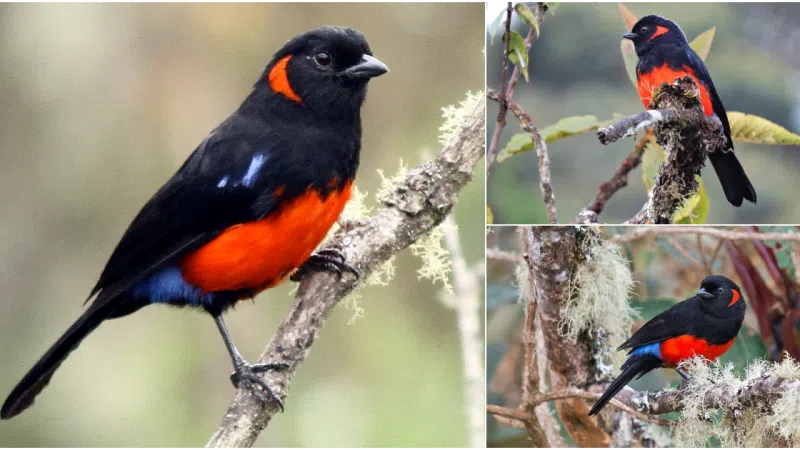 Scarlet-bellied Mountain Tanager: A Jewel of the Andean Highlands