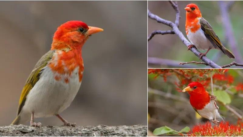 Southern Red-headed Weaver: A Marvel of Nature’s Artistry and Harmony