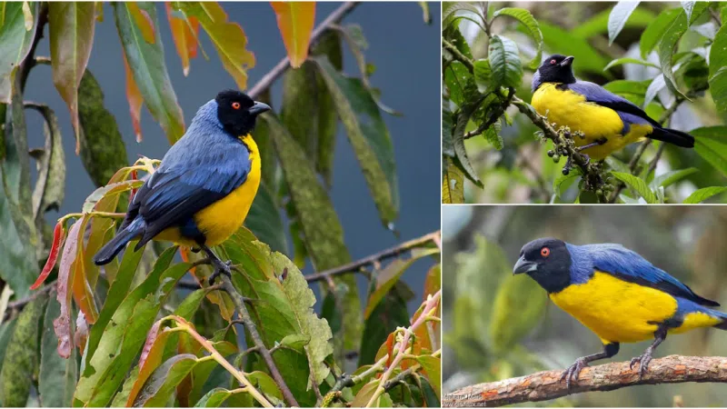 Exploring the Enigmatic Charm of the Hooded Mountain-Tanager: A Colorful Marvel