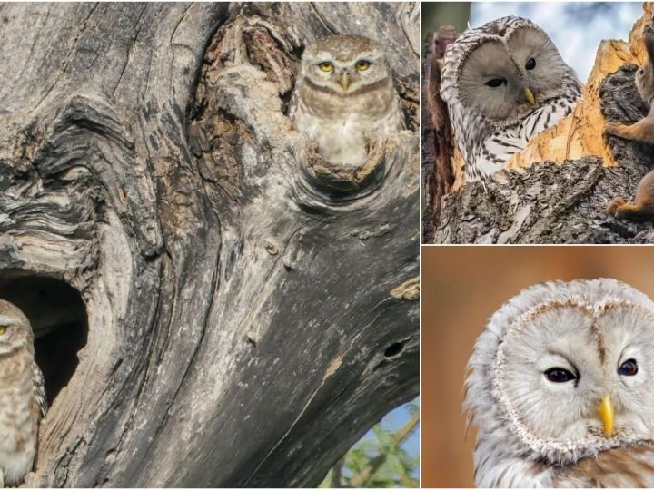 The Top 15 Cutest Owls in the World