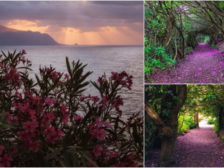 Natural Rhododendron tunnels in Reenagross Park, Kenmare, Ireland