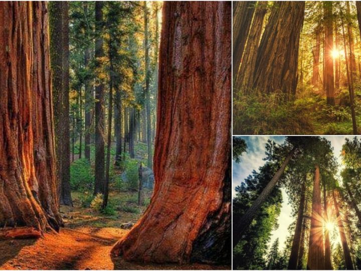 Majestic Sunrise Over California’s Redwood Forest: Nature’s Grandeur Unveiled