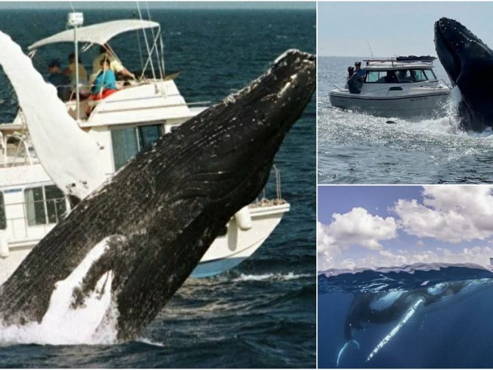 A humpback whale accidentally capsized a fishing boat off the coast of New Hampshire while charging at its prey.