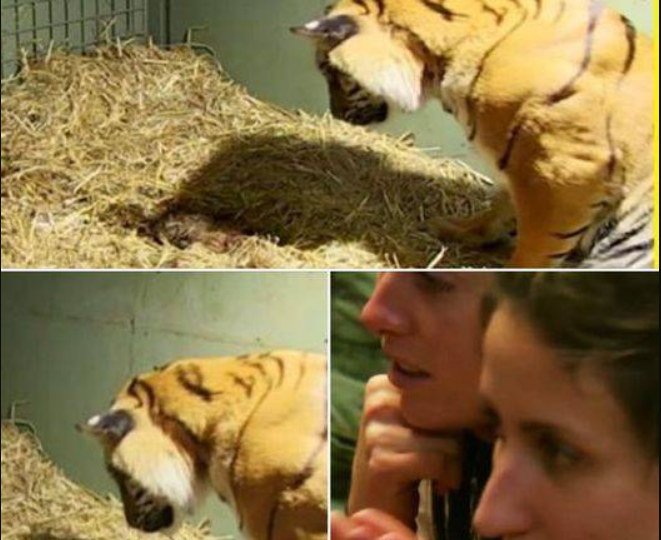 Tiger Mom Gives Birth to Lifeless Cub – Caretaker Stunned by Her Unbelievable Response