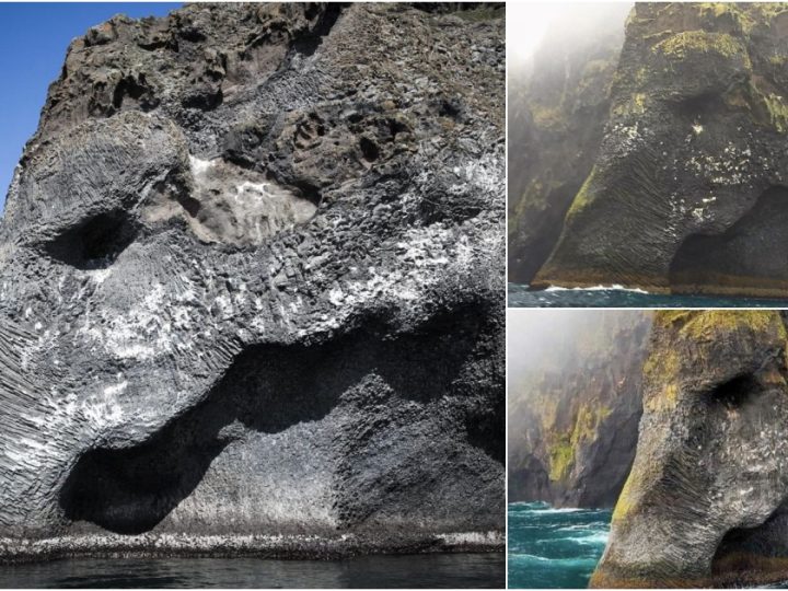 Amazing! Unique Elephant-Shaped Rock 🐘