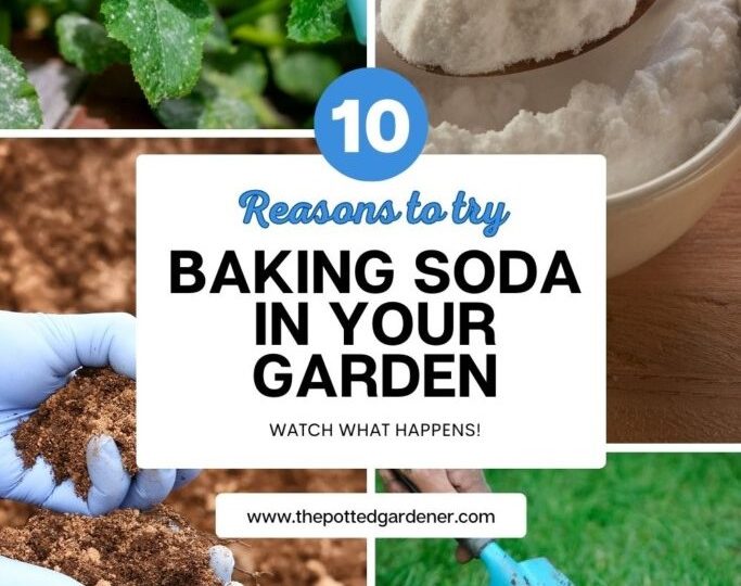 The Truth About Baking Soda in Gardening: Benefits and Considerations