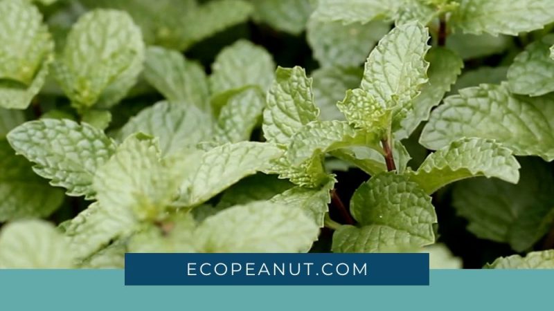 The Benefits and How to Grow Mint in Containers Indoors